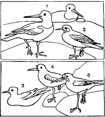  36.   : 1 -  - (Haematopus ostralegus); 2 -   (Arenaria interpres); 3 -   (Phalaropus lobatus); 4 -   (Ph. fulicarius); 5 -   (Ph. tricolor)