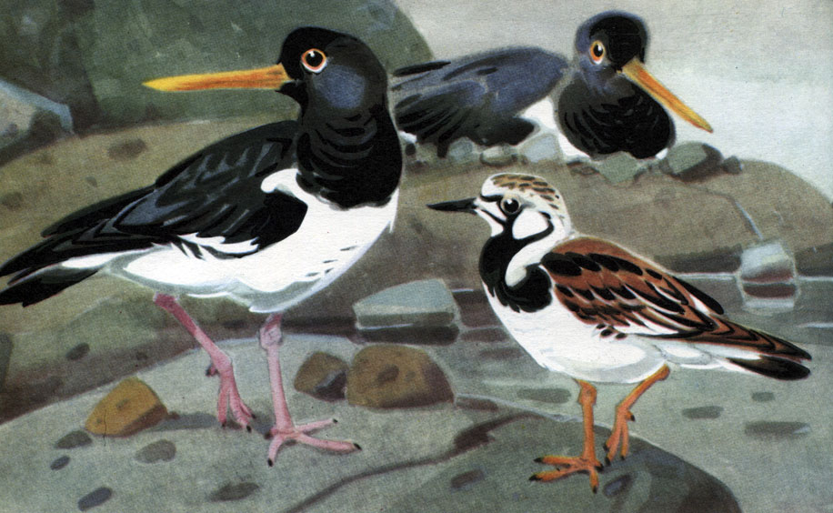  36 .   : 1 -  - (Haematopus ostralegus); 2 -   (Arenaria interpres)