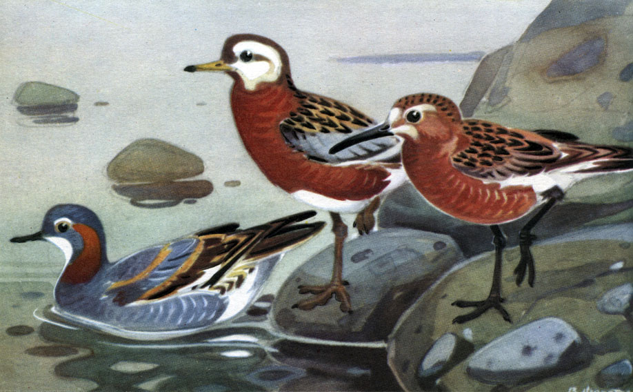  36 .   : 3 -   (Phalaropus lobatus); 4 -   (Ph. fulicarius); 5 -   (Ph. tricolor)