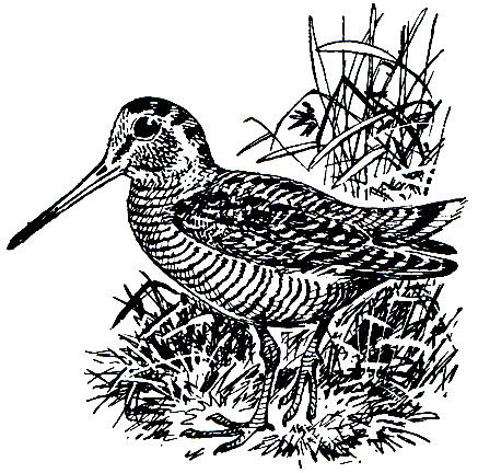 . 155.  (Scolopax rusticola)