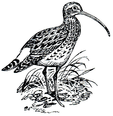 . 156.   (Numenius arquata)
