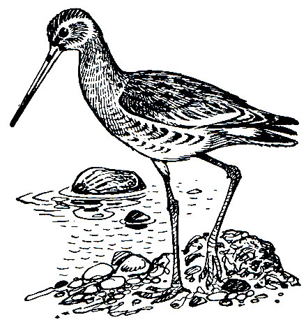 . 157.   (Limosa limosa)