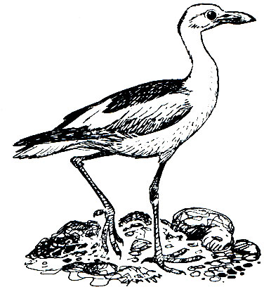 . 158.   (Droraas ardeola)