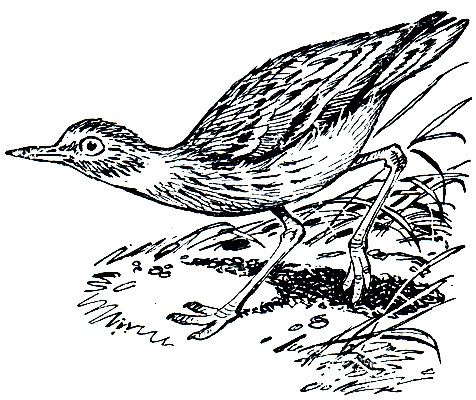 . 159.  (Burhiims oedicnemus)