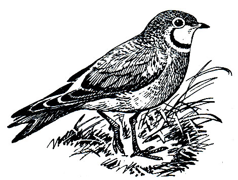 . 160.   (Glareola nordmanni)
