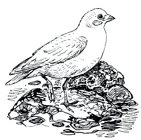 . 163.    (Chionis alba)