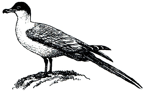 . 164.   (Stercorarius longicaudus)