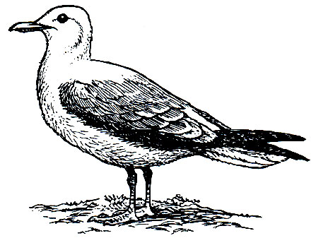 . 165.   (Rissa tridactyla)