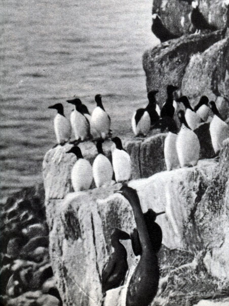  37 .  .  (Fratercula arctica),    ,  ,  (Phalacrocorax aristotelis)