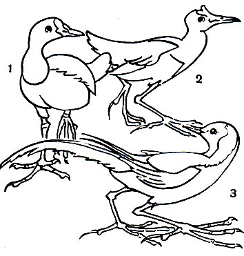  38.   : 1 -  (Gallinula chloropus); 2 -   (Gallicrex cinerea); 3 -   (Hydrochirurgus phasianus)