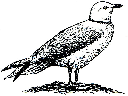 . 166.   (Rhodostethia rosea)