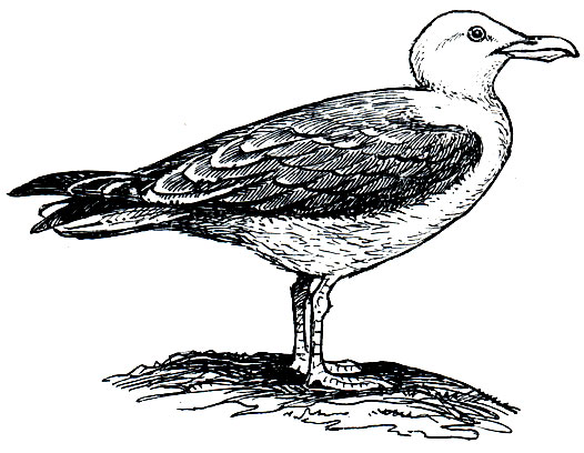 . 167.    (Larus marinus)