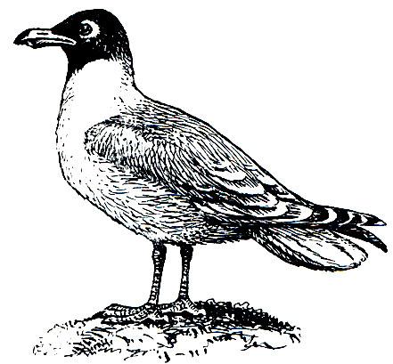 . 169.   (Lams ichthyaetus)