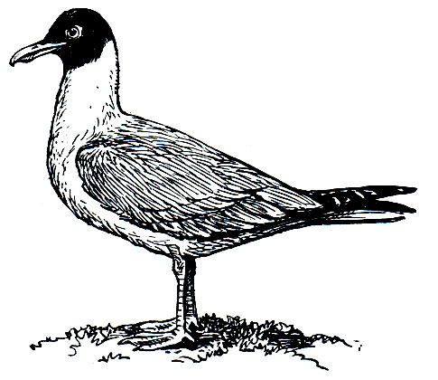 . 170. ,  ,  (Larus ridibundus)