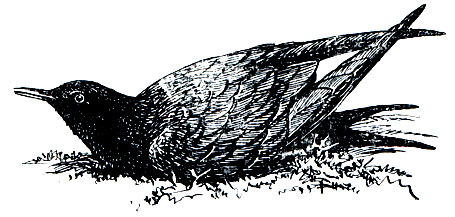 . 171.   (Chlidonias nigra)