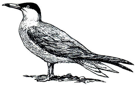 . 172.  (Hydroprogne tschegrava)