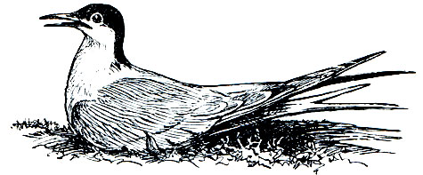 . 173. ,  ,  (Sterna hirundo)
