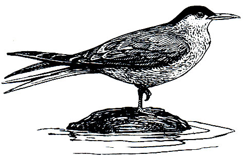 . 174. ,  ,  (Sterna paradisaea)