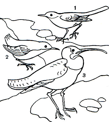  39.   : 1 -   (Motacilla cinerea); 2 -   (Cinclus cinclus); 3 - - (Ibidorhyncha struthersi)