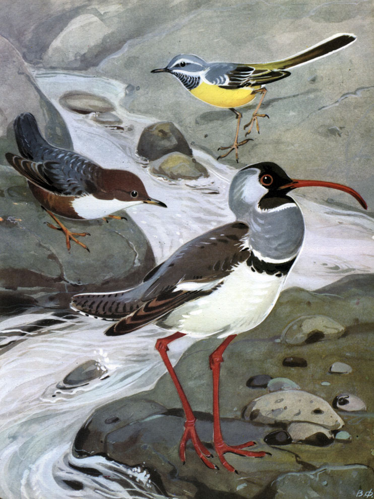 39.   : 1 -   (Motacilla cinerea); 2 -   (Cinclus cinclus); 3 - - (Ibidorhyncha struthersi)