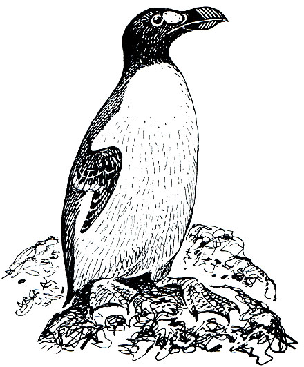 . 178.   (Pinguinus impennis)
