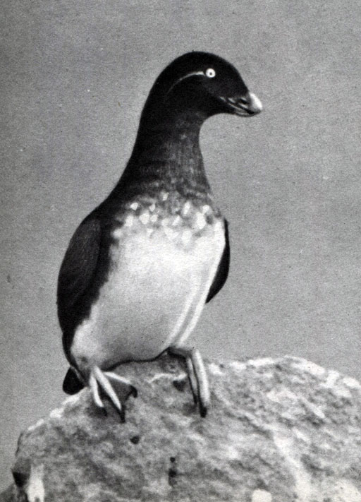  40 .  .  (Cyclorrhynchus psittacula)