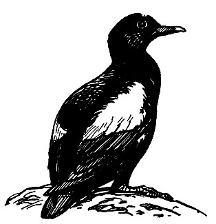 . 181.   (Cepphus grylle)