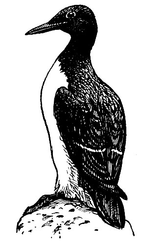 . 179. ,  ,  (Uria aalge)