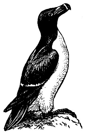 . 180.  (Alca torda)