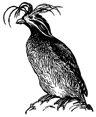 . 182.   (Aethia cristatella)