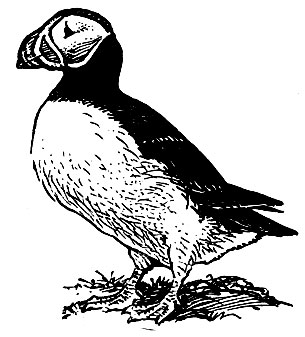 . 183.  (Fratercula arctica)