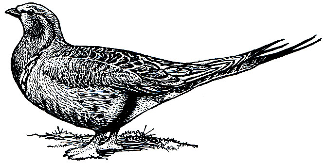 . 184.  ,   (Syrrhaptes paradoxus)