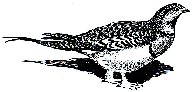 . 186.   (Pterocles alchata)