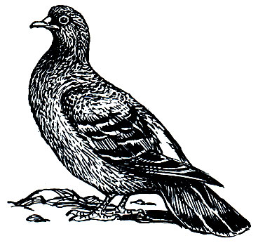 . 187.   (Columba livia)
