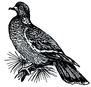 . 188. ,   (Columba palumbus)