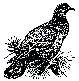 . 189.  (Columba oenas)