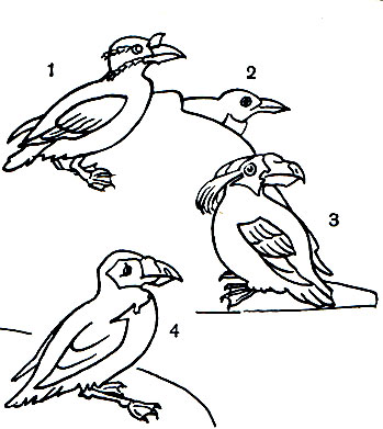  41. : 1 - - (Cerorhinca monocerata); 2 - - ; 3 -  (Lunda cirrhata); 4 -  (Fratercula corniculata)