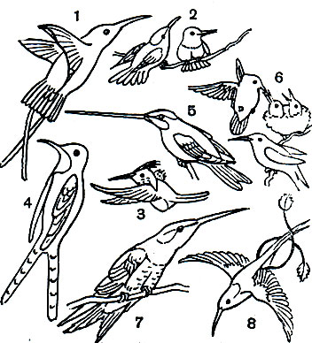  42. : 1 -   (Topaza pella); 2 -   (Chrysolampis mosquitos); 3 -   (Lophornis magnificer); 4 - - (Sappho sparganura); 5 -   (Ensifera ensifera); 6 -   (Archilochus colubris),    ,  ; 7 -   (Patagona gigas); 8 -   (Loddigesia mirabilis)
