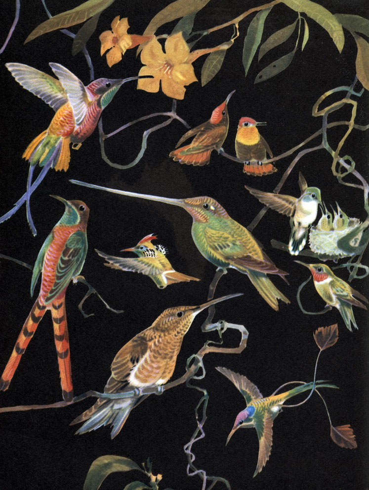  42. : 1 -   (Topaza pella); 2 -   (Chrysolampis mosquitos); 3 -   (Lophornis magnificer); 4 - - (Sappho sparganura); 5 -   (Ensifera ensifera); 6 -   (Archilochus colubris),    ,  ; 7 -   (Patagona gigas); 8 -   (Loddigesia mirabilis)