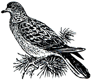 . 190.   (Streptopelia turtur)