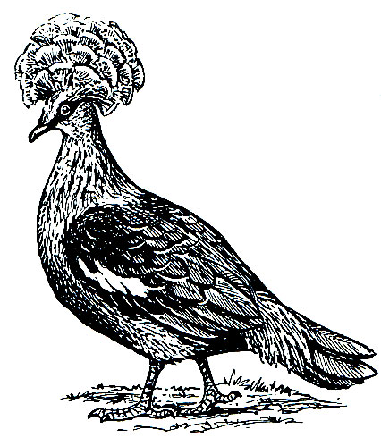 . 191.   (Goura victoria)