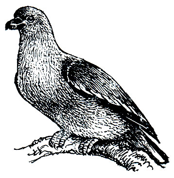 . 192.   (Vinago walia)