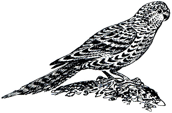 . 195.   (Pezoporus wallicus)