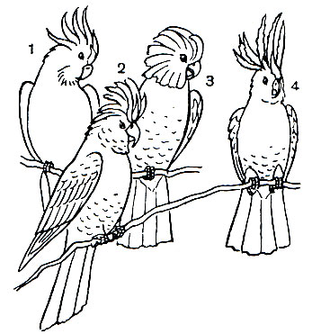  43.   : 1 - - (Kakatoe leadbeateri); 2 -    (Calyptorliynchus magnificus); 3 -   (Kakatoe roseicapilla); 4 -   (K. galerita)