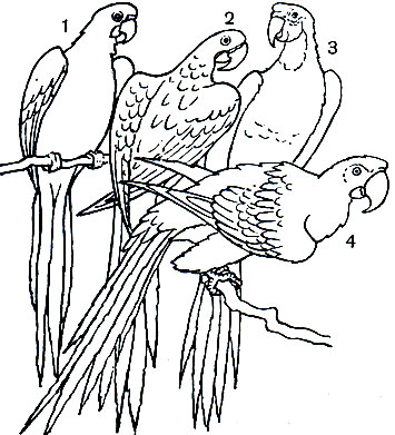  44.  : 1 -   (Ara macao); 2 -   Anodorhynchus hiacinthimis; 3 -   ( araruana); 4 -   (A. chloroptera)