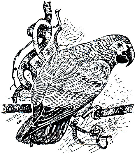 . 200.  ,   (Psittacus erithacus)