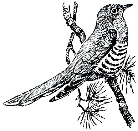 . 201.   (Cuculus canorus)