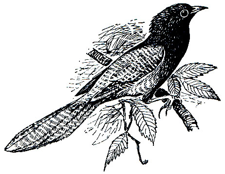 . 202.   (Centropus phasianinus)