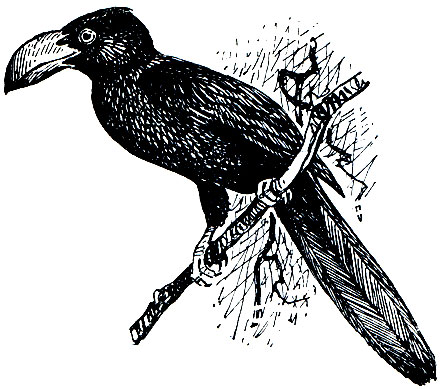 . 204.   (Crotophaga ani)