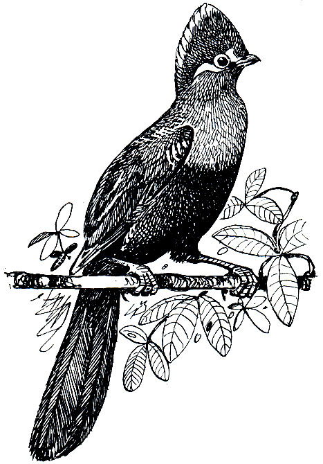. 205.   (Tauraco corythaix)